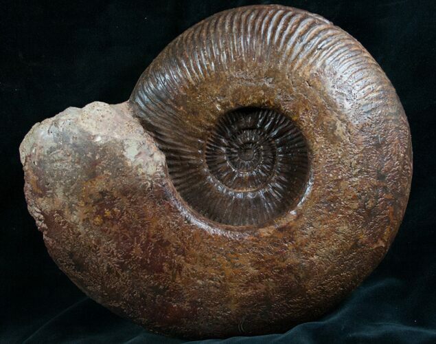 Large Hammatoceras Ammonite From France #7996